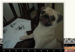 策划巴哥最新爆料视频,揭秘策划背后的秘密与惊喜